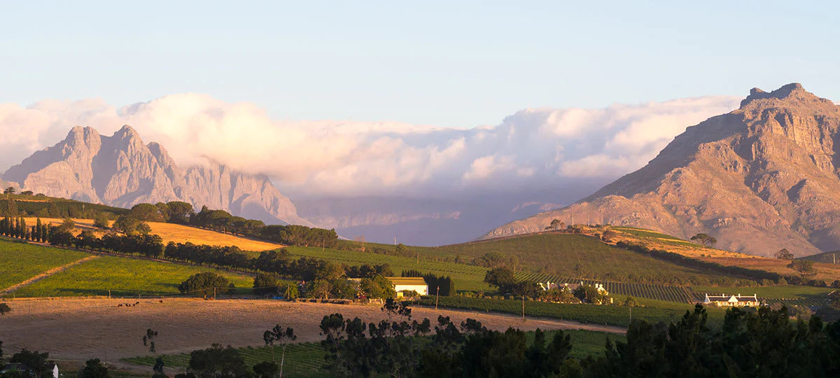 Wein aus Südafrika